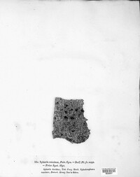 Neonectria coccinea image